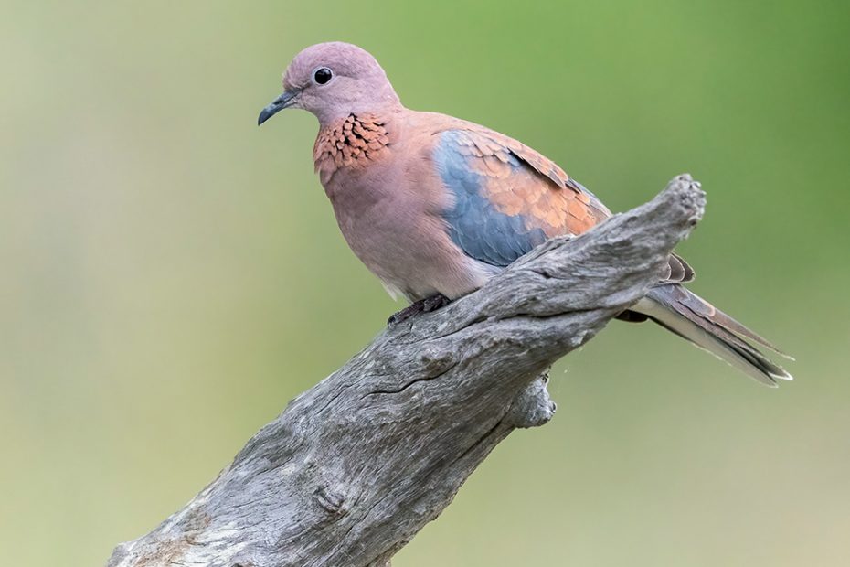 Laughing Dove