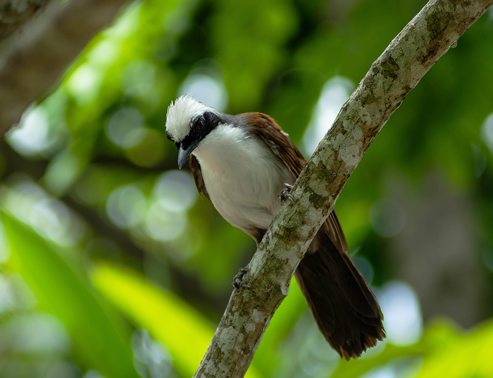 Laughingthrushes: Uncovering the Secrets of These Birds - The Worlds ...