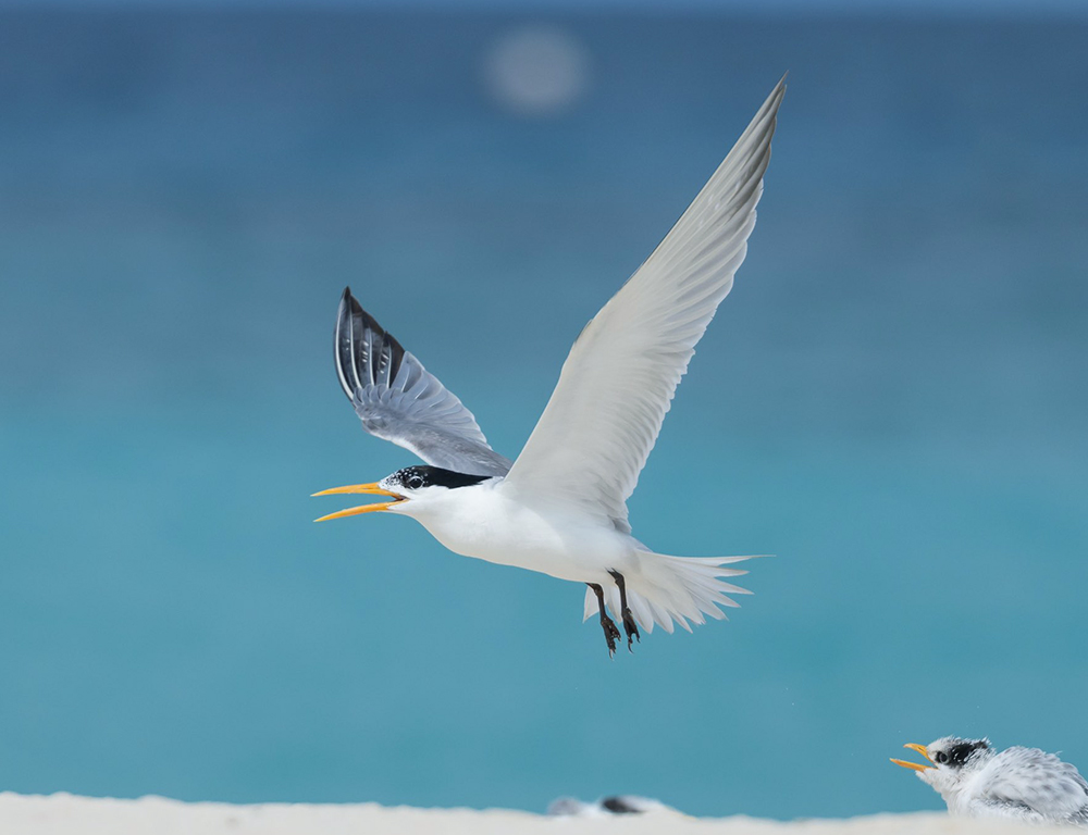 Lesser Crested Tern