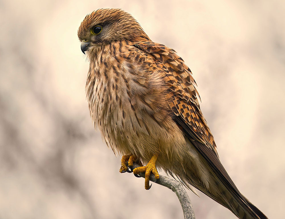 What Is The Lesser Kestrel Famous For