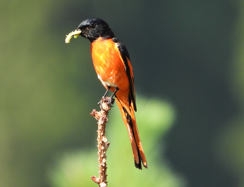 Long-Tailed Minivet