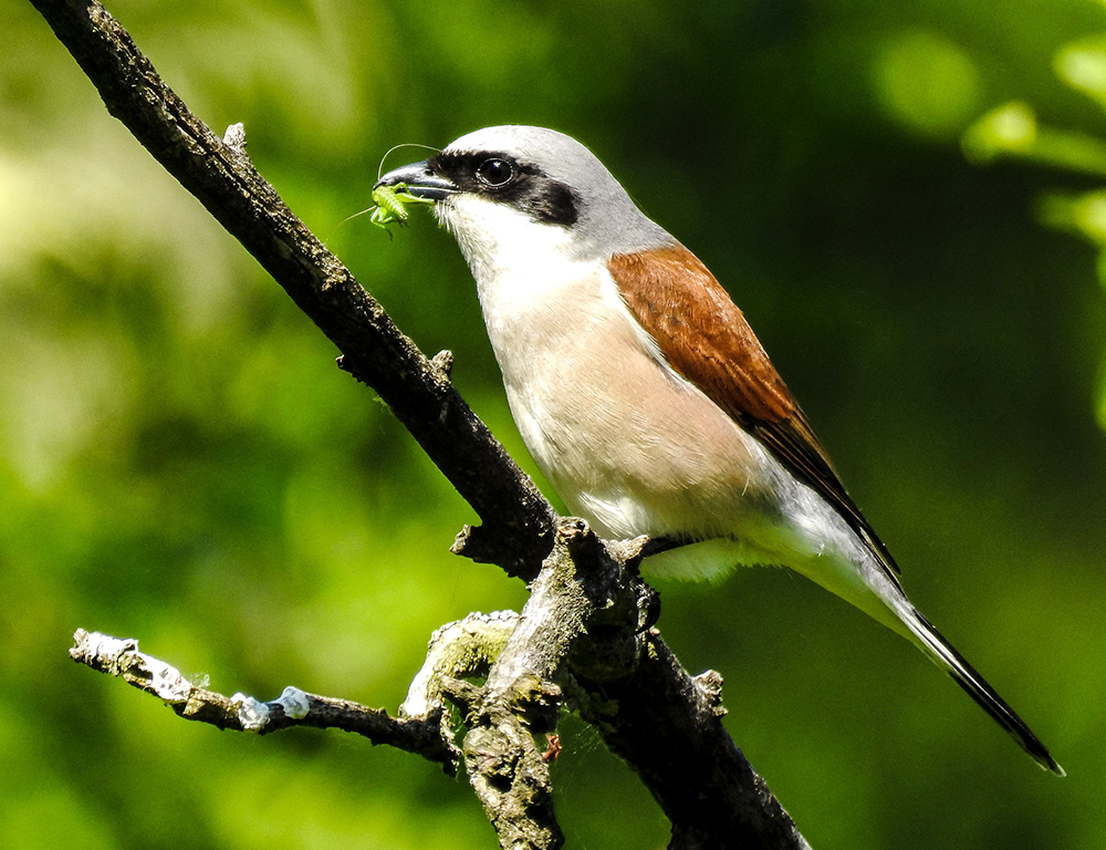 Long-Tailed Shrike