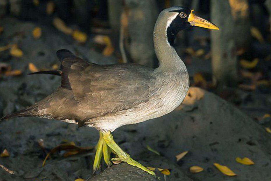 Masked Finfoot