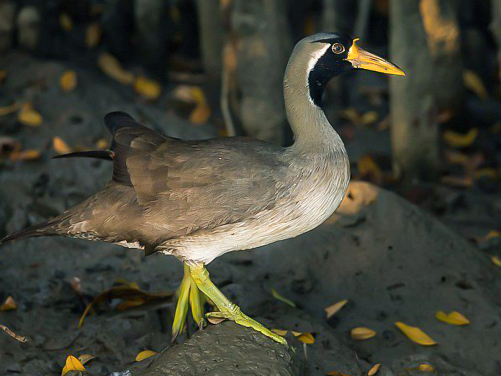 Masked Finfoot