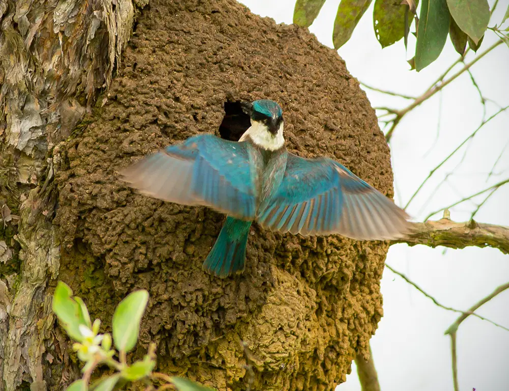 Nesting Habits of the Sacred Kingfisher