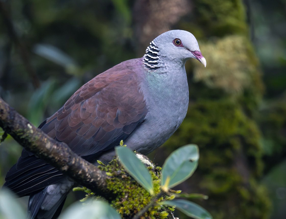 Nilgiri Wood Pigeon