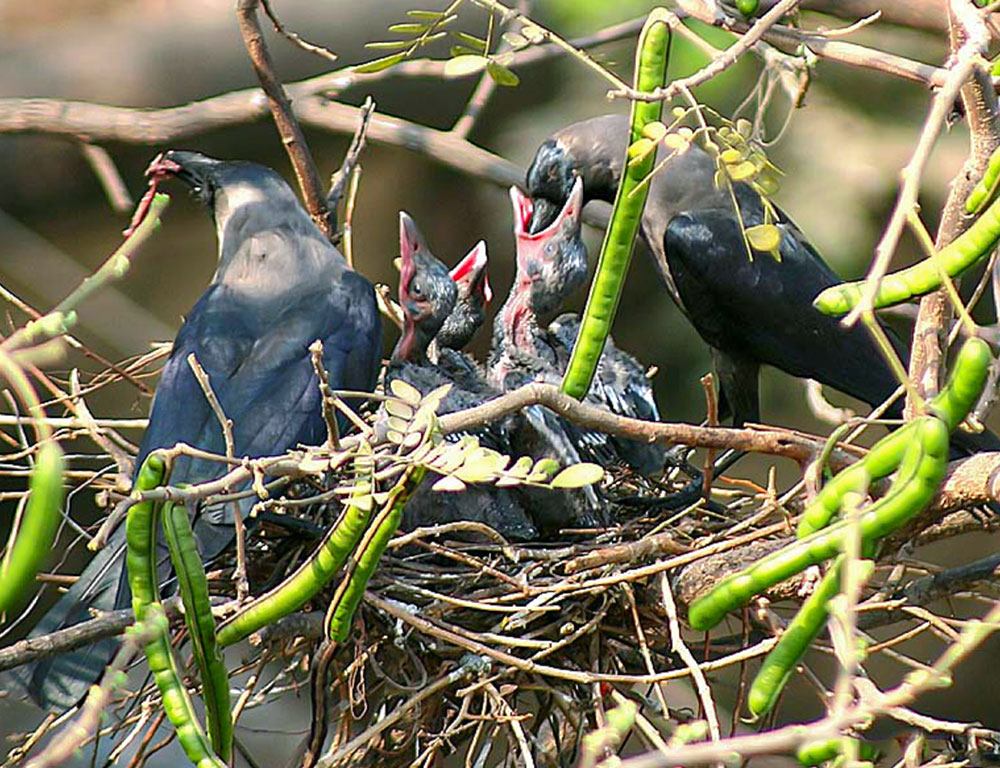 Nesting Habit Of House Crow