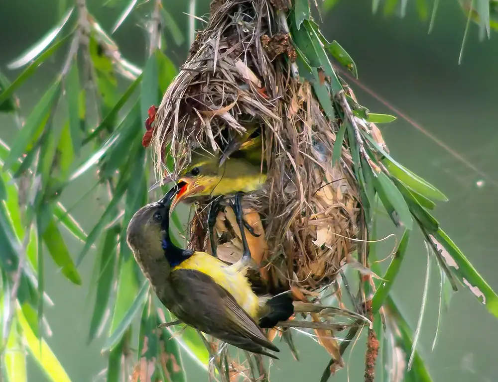 Olive-Backed Sunbird Feeding Habits