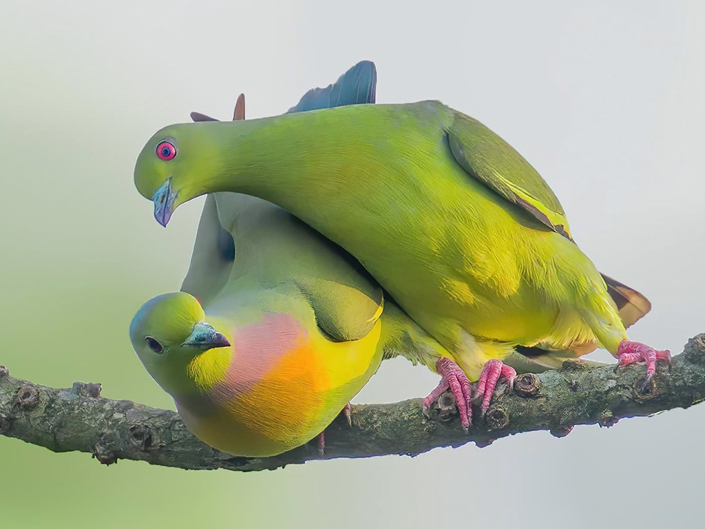 Orange-Breasted Green Pigeon