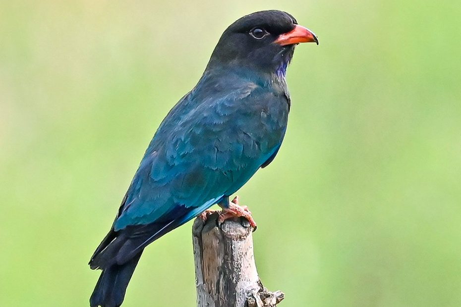 Oriental Dollarbird