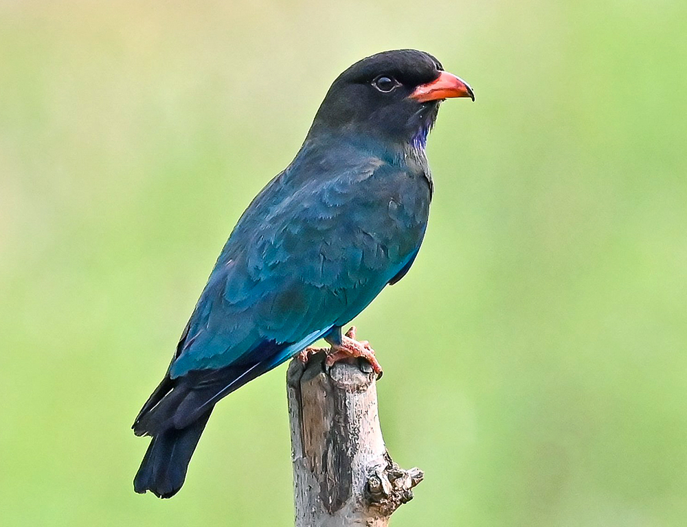 Oriental Dollarbird