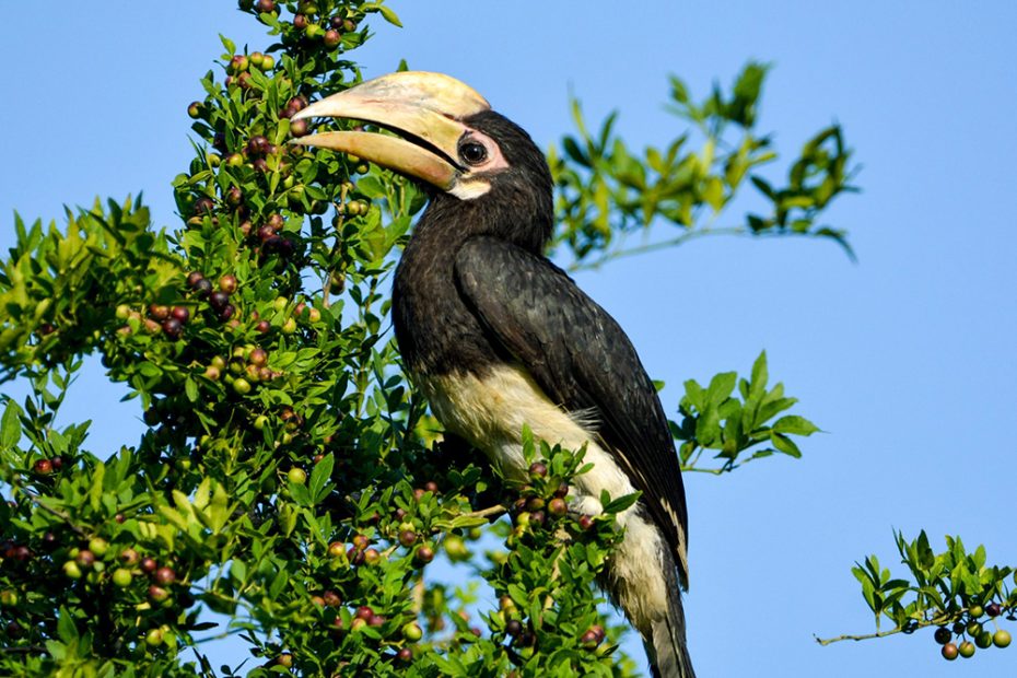 Oriental Pied Hornbill