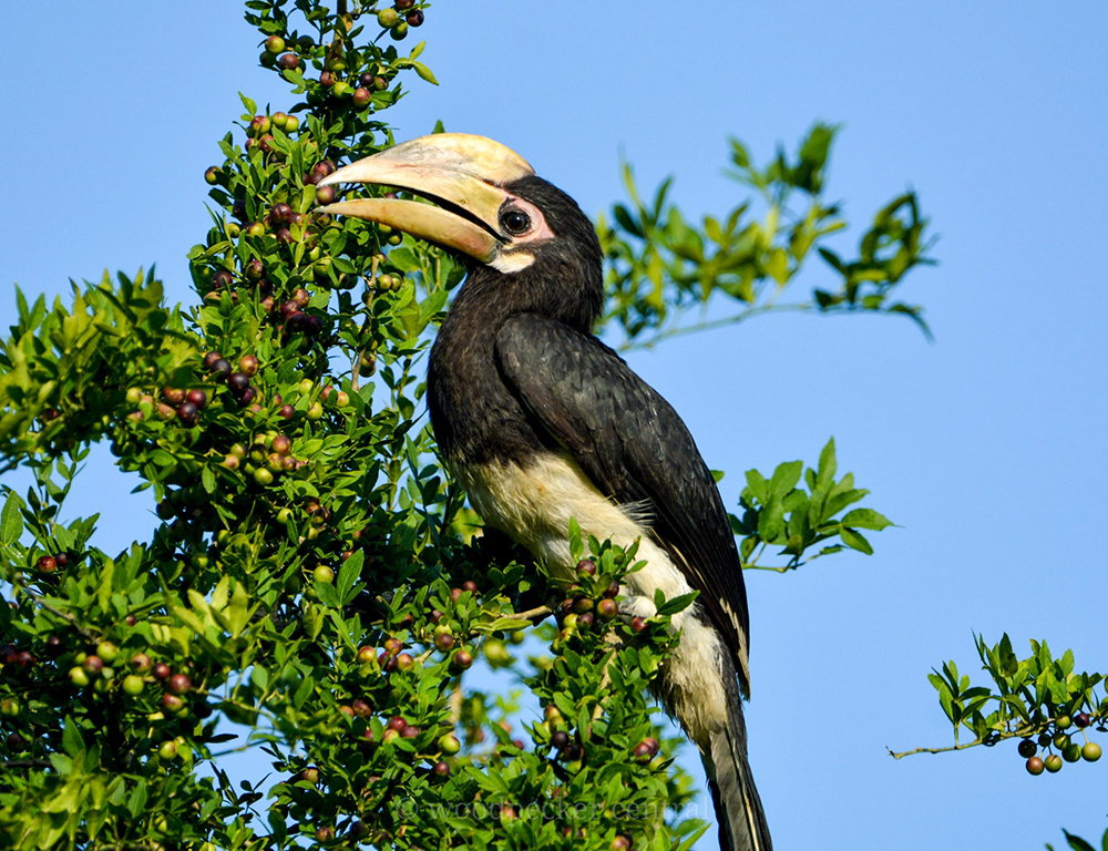 Oriental Pied Hornbill