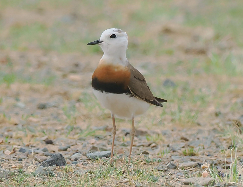 Habitat and Distribution of the Oriental Plover
