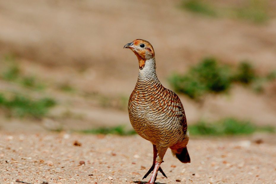 Painted Francolin