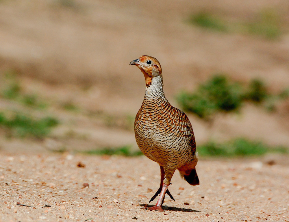 Painted Francolin