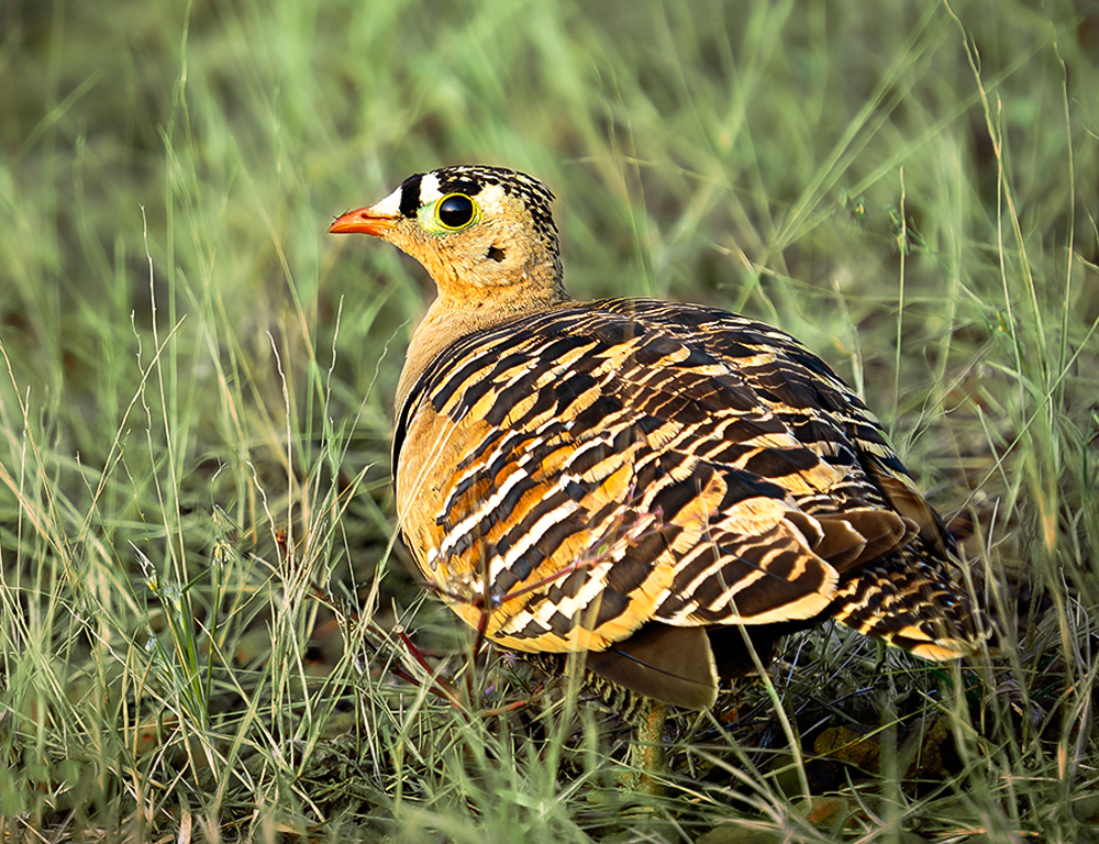 Painted Sandgrouse