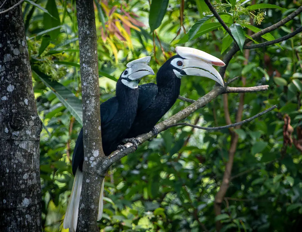 Conservation Status of the Palawan Hornbill