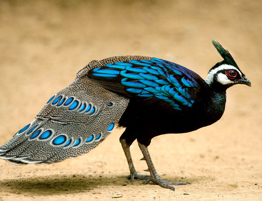 Exploring the Enchanting Realm of the Palawan Peacock-Pheasant - The ...