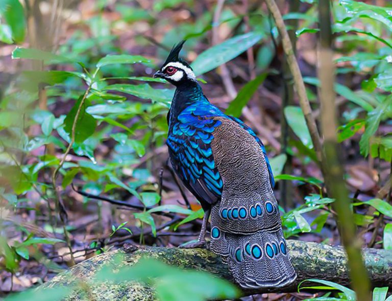 Exploring the Enchanting Realm of the Palawan Peacock-Pheasant - The ...