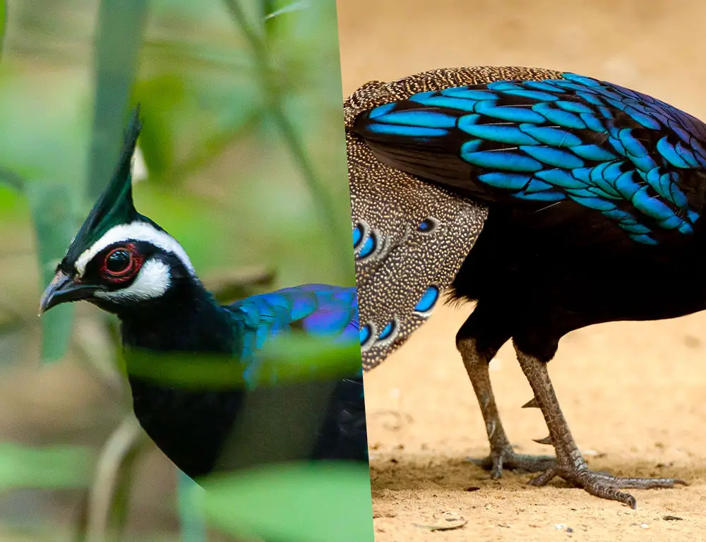 Palawan Peacock-Pheasant Bil and Legs