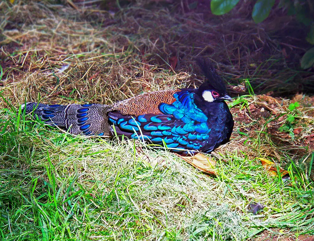 Palawan Peacock-Pheasant Nesting