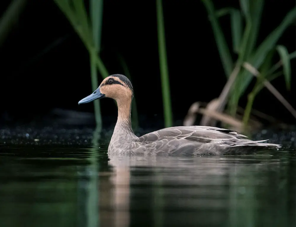 Conservation Status of the Philippine Duck