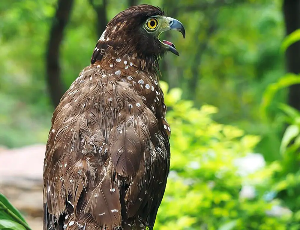 Philippine Serpent Eagle Specific Habitats