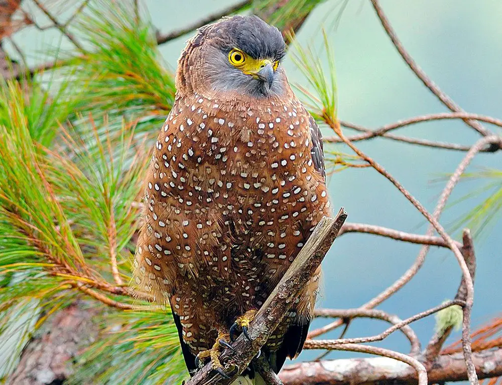 Conservation Status of the Philippine Serpent Eagle