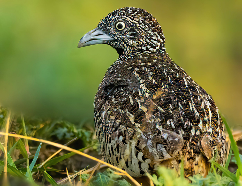 Physical Characteristics of Barred Buttonquails