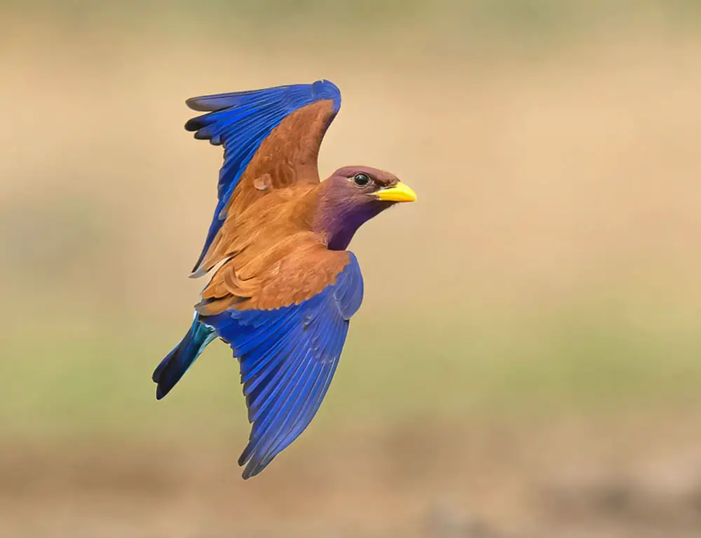 Physical Characteristics of Broad-Billed Roller