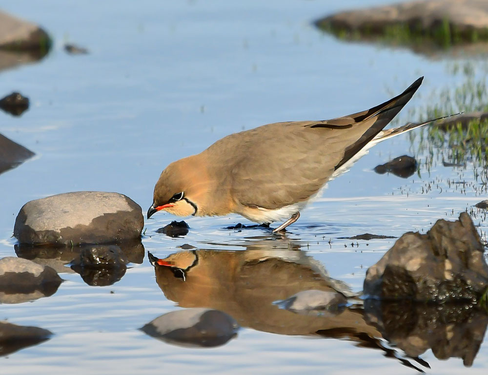 Physical Characteristics of Collared Pratincole