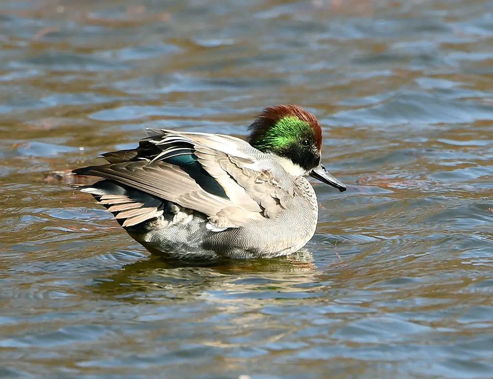 Physical Characteristics of Falcated Duck