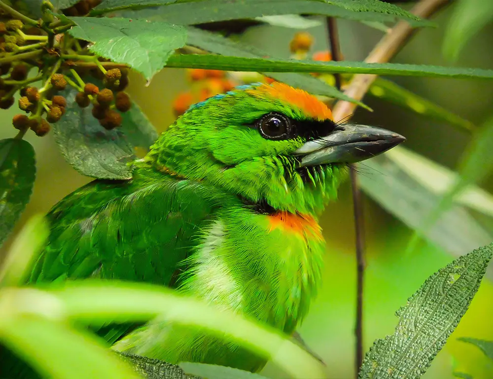 Physical Characteristics of Flame-Fronted Barbet