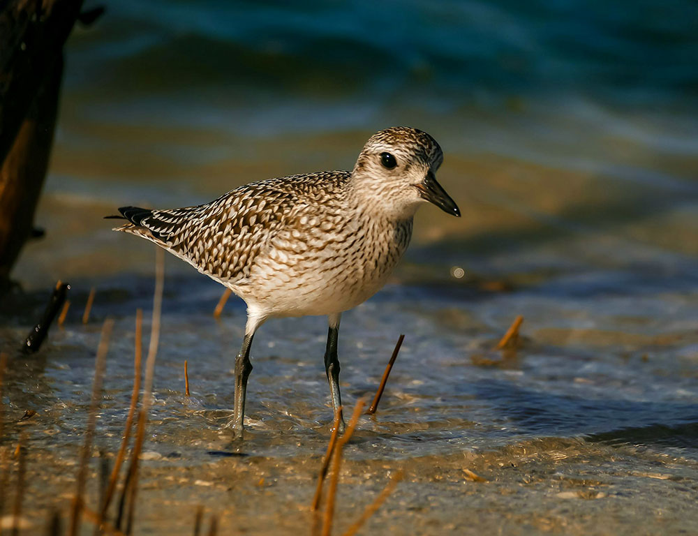 Physical Characteristics of Grey Plovers