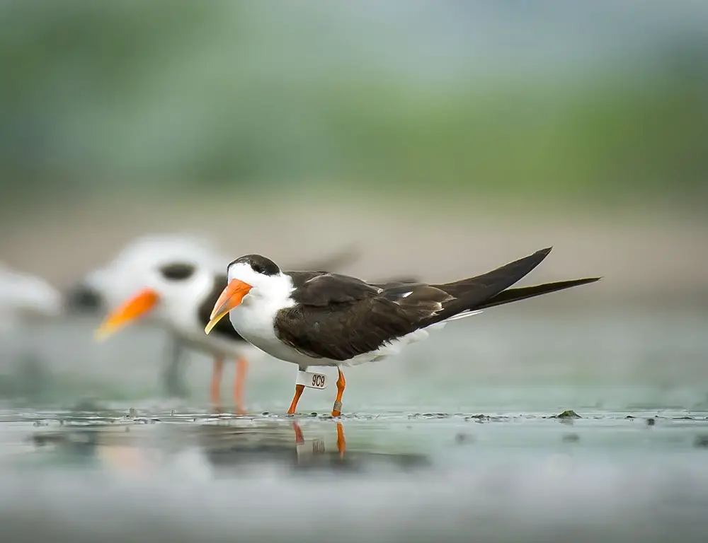 Physical Characteristics of Indian Skimmer