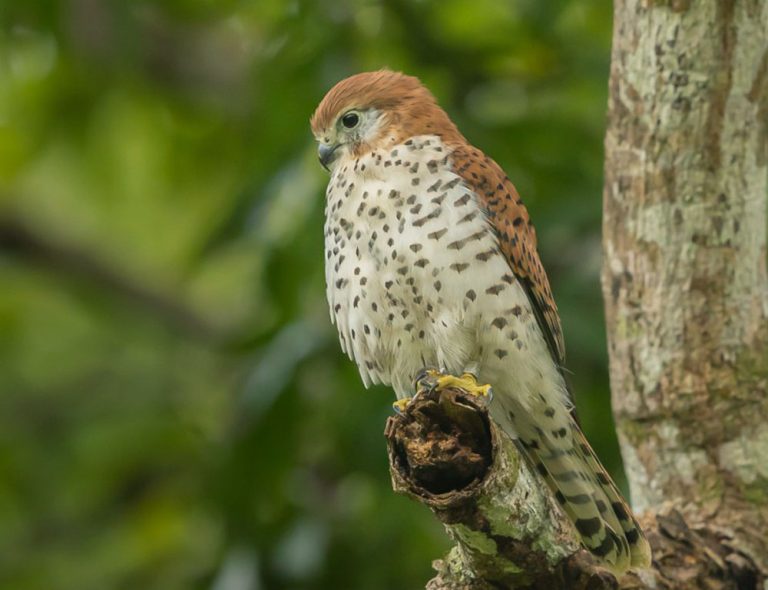 Mauritius Kestrel: Understanding the Conservation Success Story - The ...