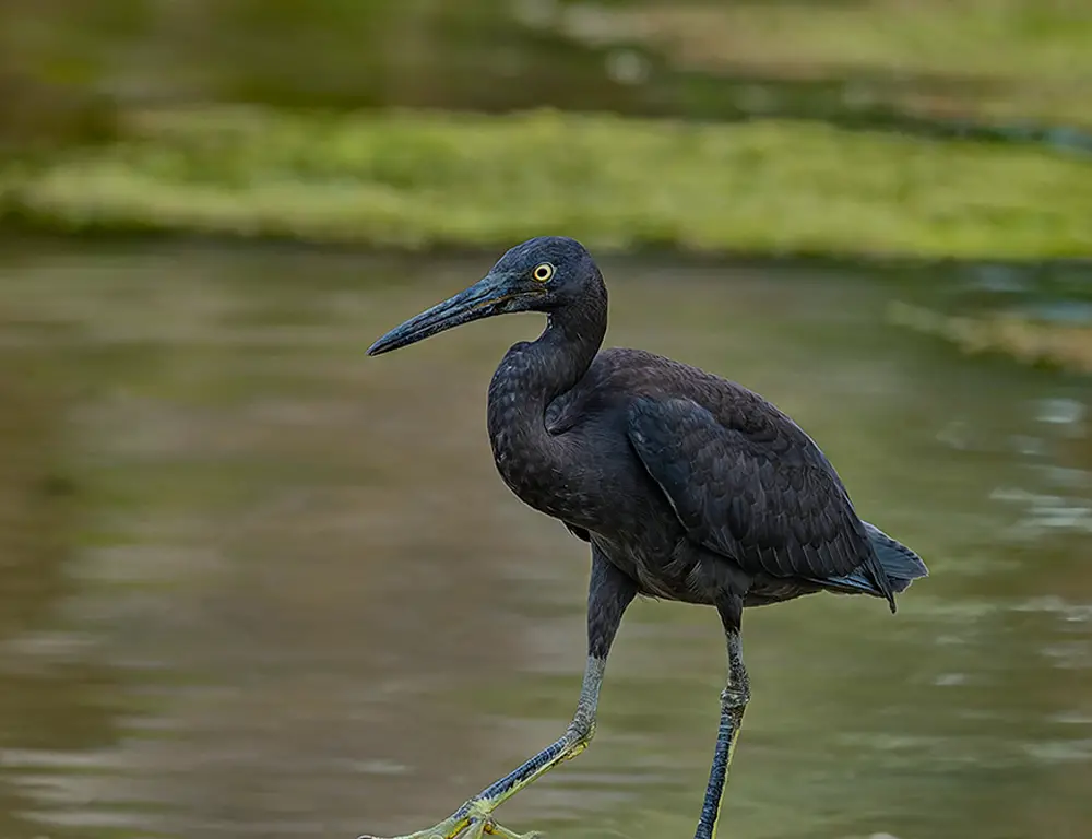 Physical Characteristics of Pacific Reef Heron
