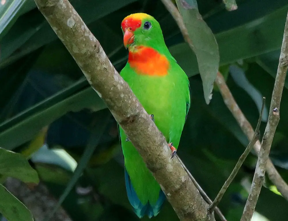 Physical Characteristics of Philippine Hanging Parrot