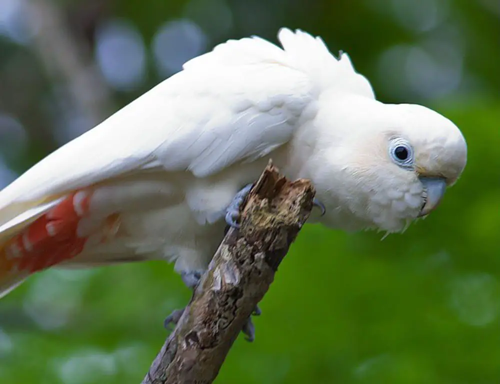 Physical Characteristics of Red-Vented Cockatoo