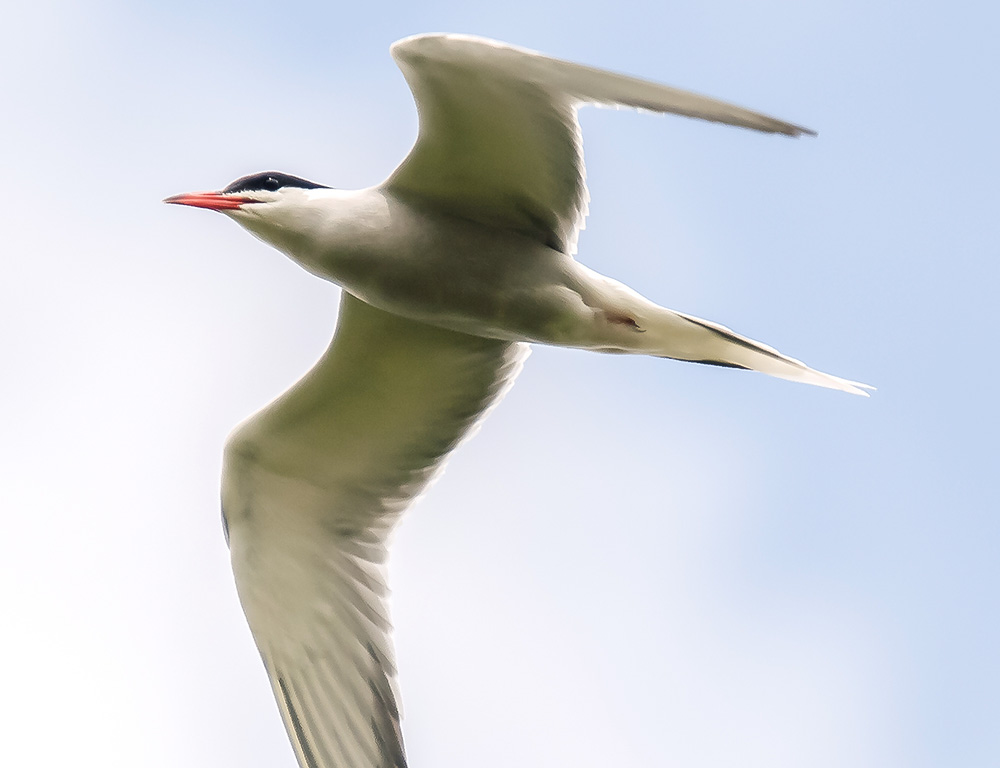 Physical Characteristics of River Tern