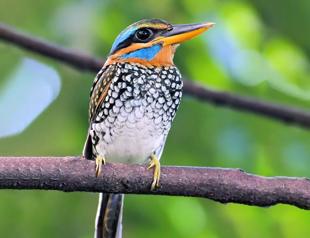 Physical Characteristics of Spotted Wood Kingfisher