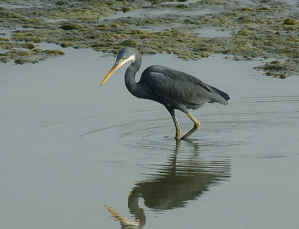 Physical Characteristics of Western Reef Heron