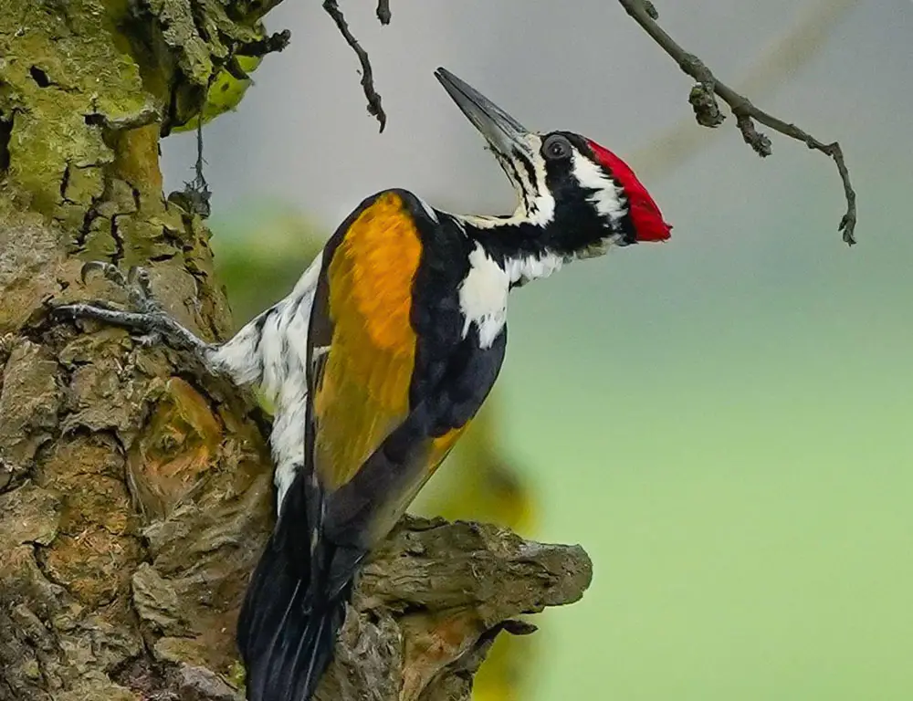 Physical Characteristics of White-Naped Woodpecker