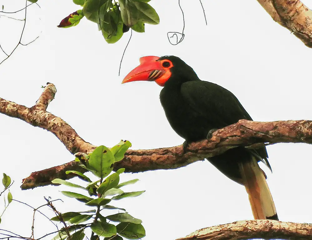 Physical Characteristics of Writhed Hornbill