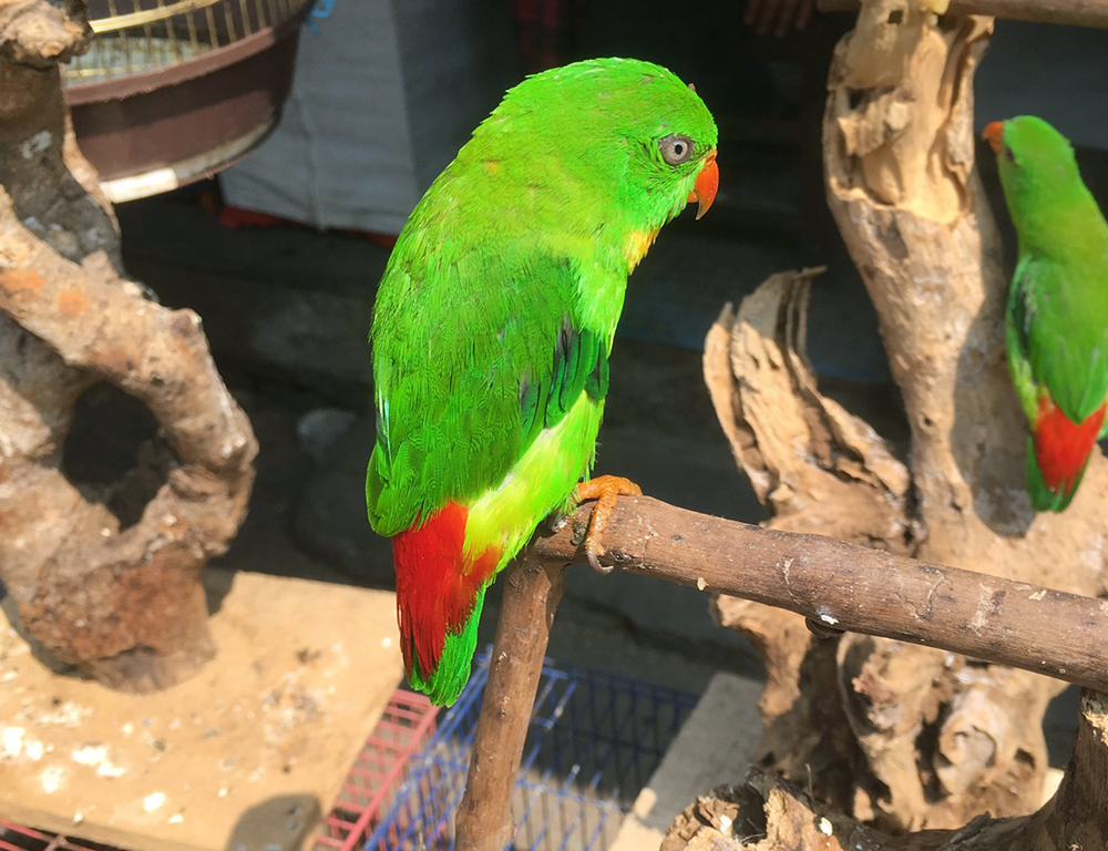 Physical Characteristics of Yellow-Throated Hanging Parrot