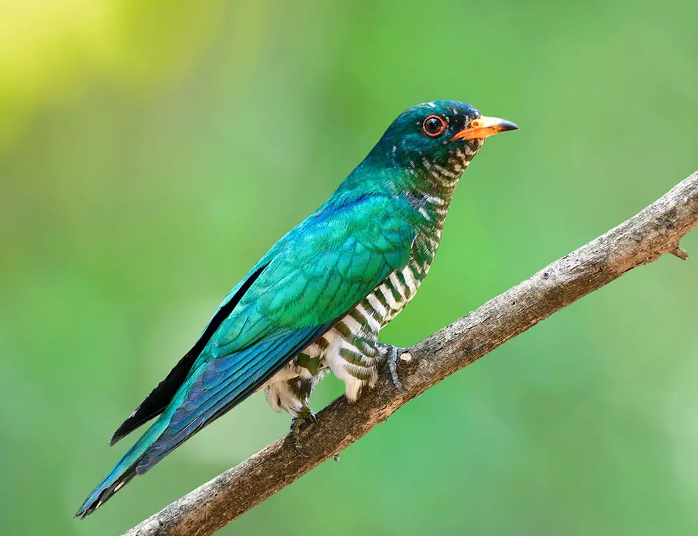 Physical Characteristics of the Asian Emerald Cuckoo