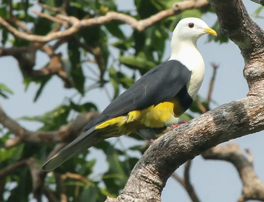 Physical Characteristics of the Banded Fruit Dove