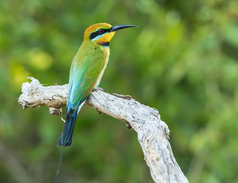 Physical Characteristics of the Bee-Eater