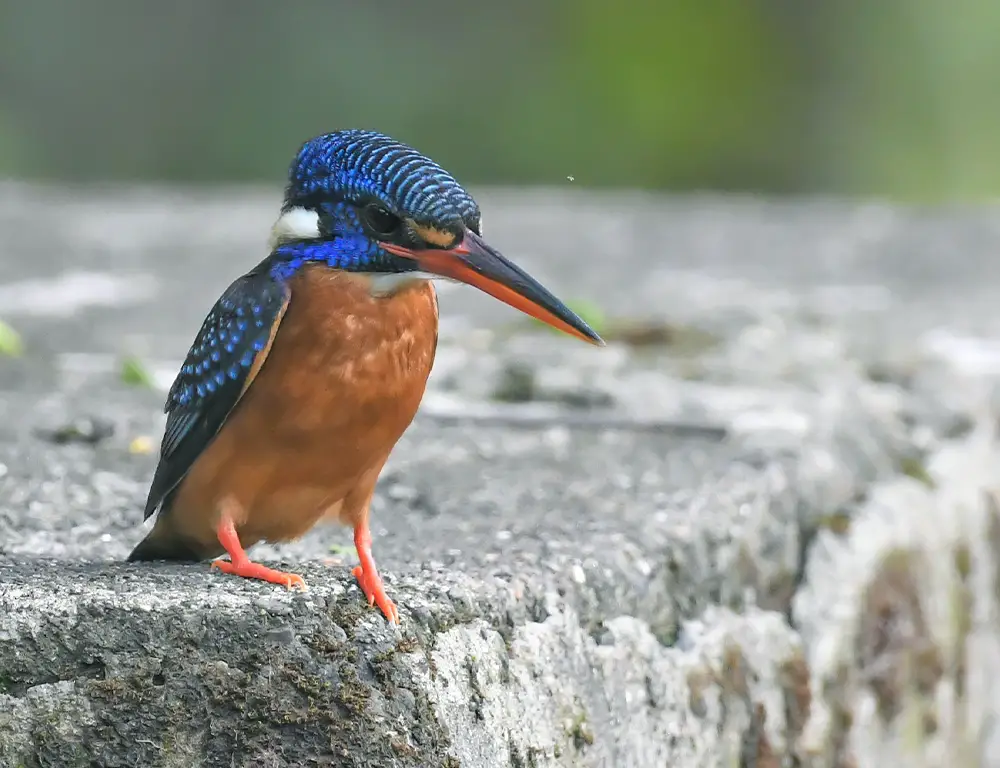 Physical Characteristics of the Blue-Eared Kingfisher